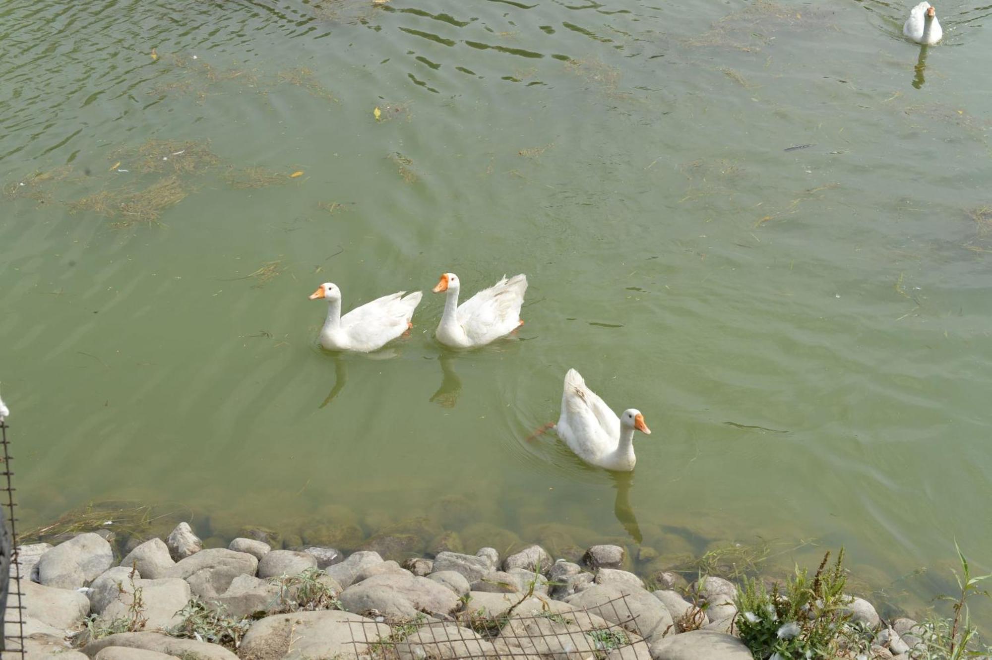 Karna Lake Tourist Resort Karnāl エクステリア 写真
